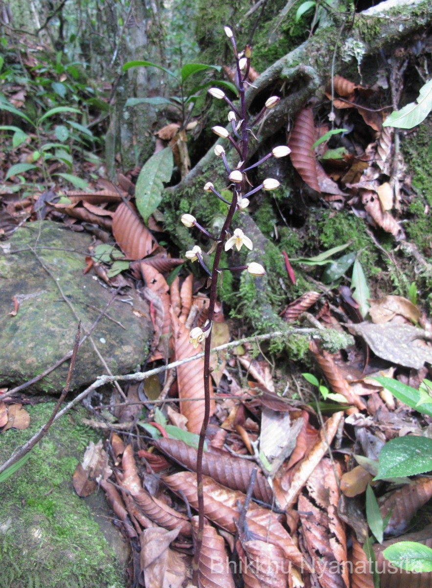 Aphyllorchis montana Rchb.f.